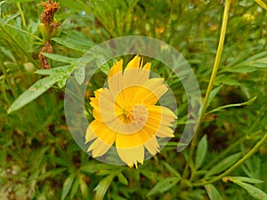 The kenikir plant has beautiful yellow flowers growing in the yard among the wild grass photo