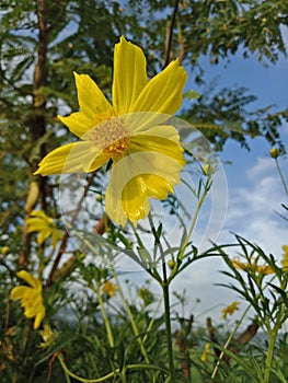 Kenikir sulfur (Cosmos sulphureus)