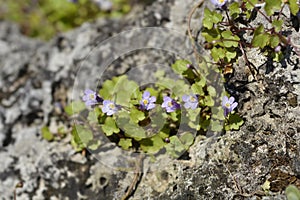 Kenilworth Ivy