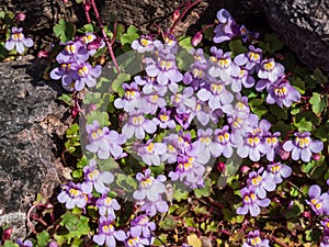 Kenilworth Ivy little filler plant with tiny lilac-blue snapdragon-like flowers for growing in between flagstones. Flowering all