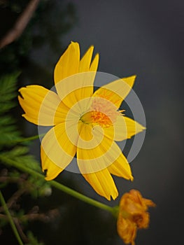 Keningkir flower with its bright color photo
