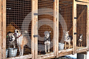 Kennel for dogs. Abandoned dogs. Animals live in cages. Care for the animals.