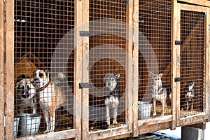 Kennel for dogs. Abandoned dogs. Animals live in cages. Care for the animals. photo