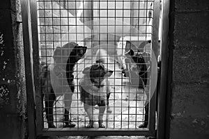 Kennel dogs locked