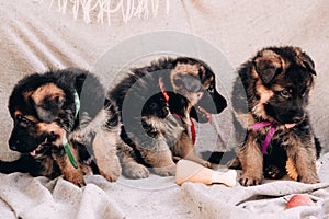 Kennel of high-breed German shepherd dogs. Three adorable German shepherd puppies of red color with colored ribbon collars sit on