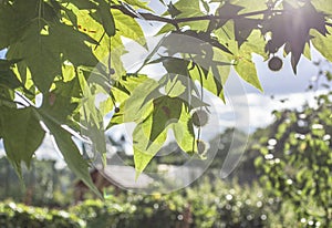Kennington Garden - London/shining leaves of a tree.