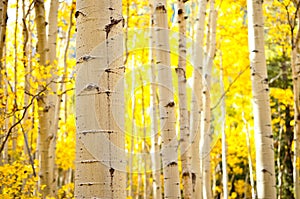 Kenosha Pass Aspen Tree Trunks