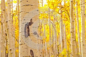 Kenosha Pass Aspen Tree Trunks