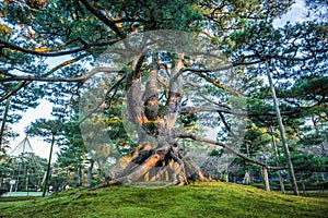 Kenrokuen garden