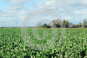 Kent Cabbage Field