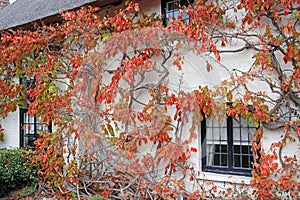 Kent cottage vine tree