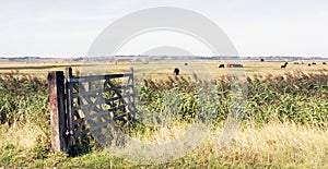 Kent countryside uk sheppey