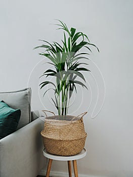 Kentia or howea forsteriana in room interior