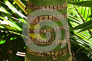 Kentia palm, Howea forsteriana, 5.