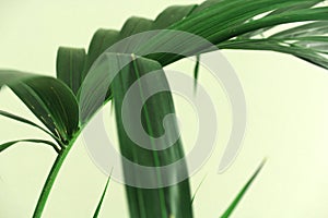 Kentia Palm leaves on green background