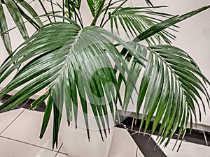 Kentia palm in a pot - close up