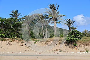 Kenting Beach palm trees