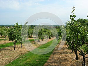 Kentish pear orchard