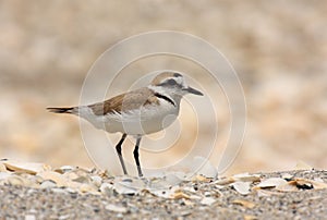 Kentish Plover