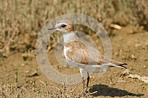 Kentish Plover