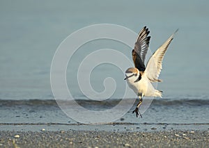 Kentish Plover