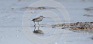 Kentish plover, Anarhynchus alexandrinus