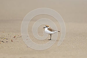 Kentish Plover on a beach