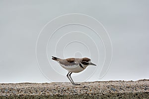 Kentish plover bird Charadrius alexandrinus