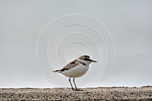 Kentish plover bird Charadrius alexandrinus