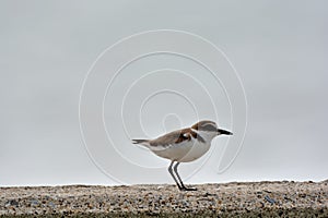 Kentish plover bird Charadrius alexandrinus