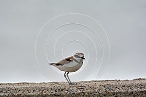 Kentish plover bird Charadrius alexandrinus