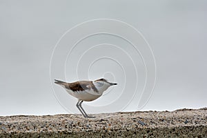 Kentish plover bird Charadrius alexandrinus