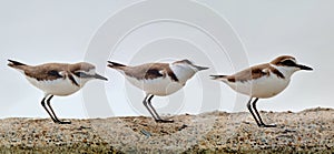 Kentish plover bird Charadrius alexandrinus