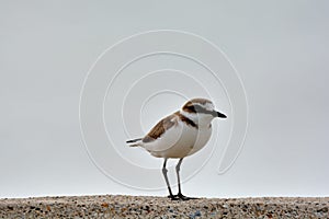 Kentish plover bird Charadrius alexandrinus