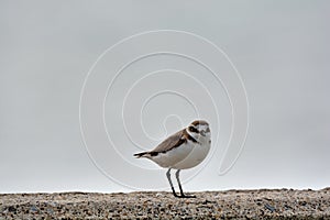 Kentish plover bird Charadrius alexandrinus