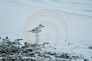 Kentish Plover or Charadrius alexandrinus