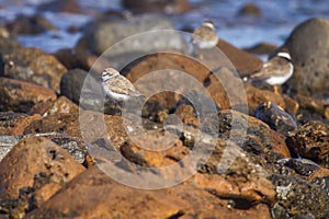 Kentish Plover (Charadrius alexandrinus)