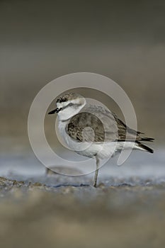 Kentish plover, Charadrius alexandrinus