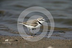 Kentish plover, Charadrius alexandrinus