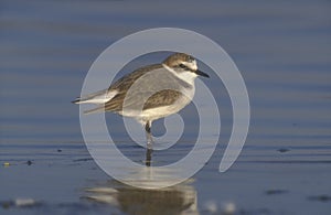 Kentish plover, Charadrius alexandrinus