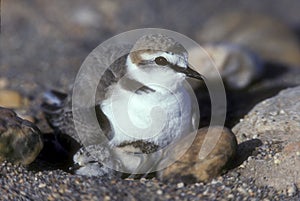 Kentish plover, Charadrius alexandrinus