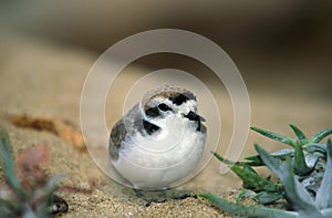 Kentish Plover, charadrius alexandrinus, Adult standing on Sand