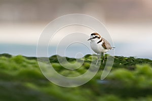 Kentish Plover - Charadrius alexandrinus on the beach on the seaside, summer in Cape Verde