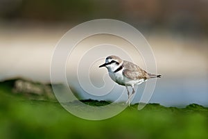 Kentish Plover - Charadrius alexandrinus on the beach on the seaside, summer in Cape Verde