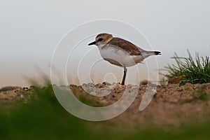 Kentish Plover - Charadrius alexandrinus on the beach on the seaside, summer in Cape Verde