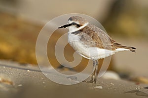 Kentish Plover - Charadrius alexandrinus on the beach on the seaside, summer in Cape Verde