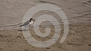 Kentish Plover Charadrius alexandrinus bird