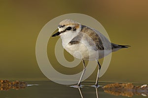 Kentish plover - charadrius alexandrinus -  borrelho coleira interrompida