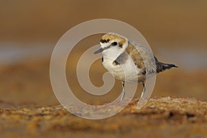 Kentish plover - charadrius alexandrinus -  borrelho coleira interrompida - bird