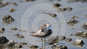 Kentish plover Charadrius alexandrinus, european bird in the wild